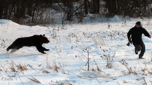 Bear_Attack